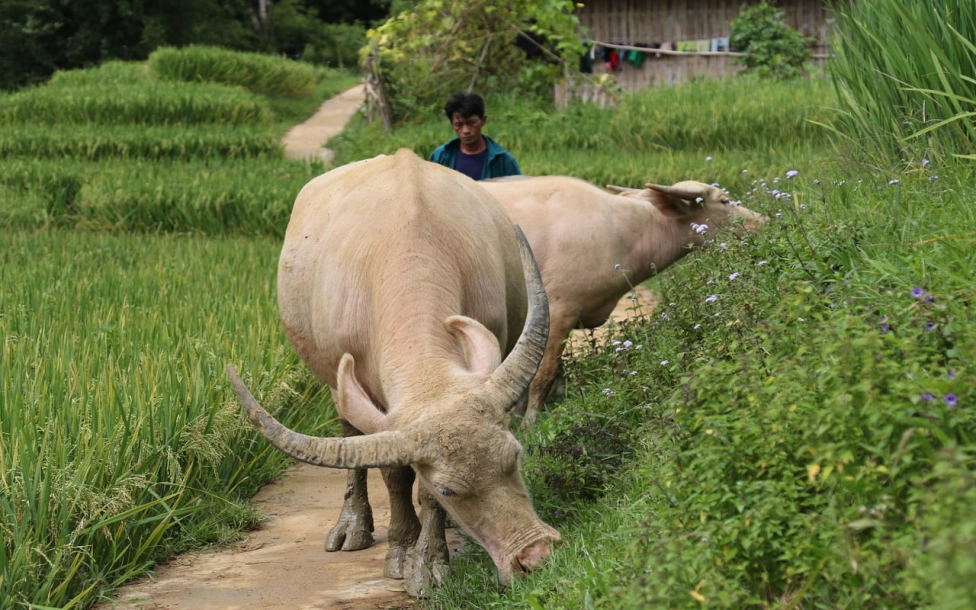 Splendeurs cachées du Nord Vietnamien