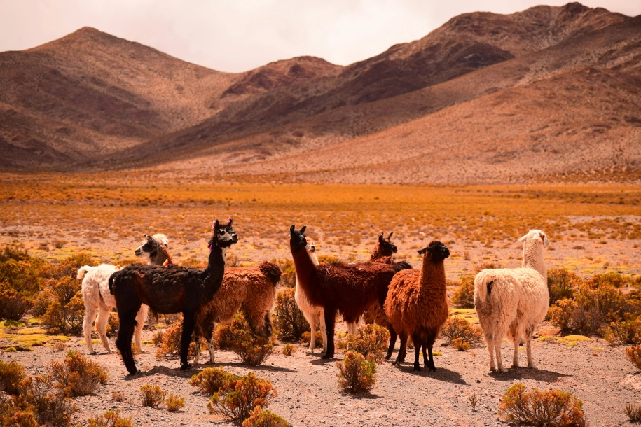 Périple au cœur des Andes