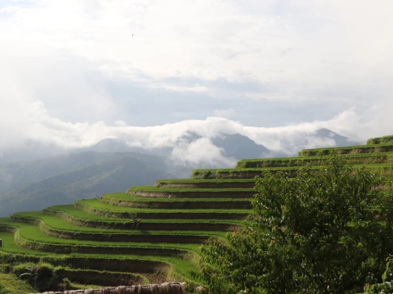 Bao Yen – Nghia Lo